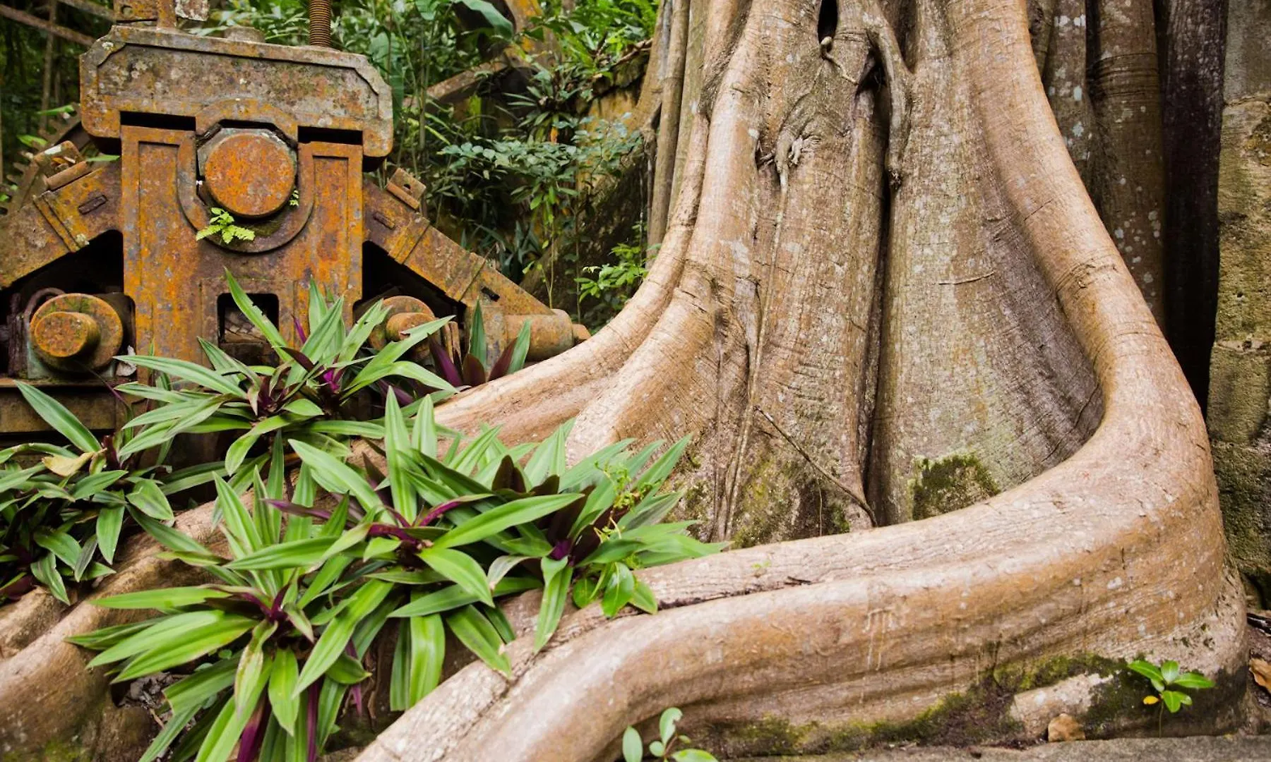 Balenbouche Estate Villa Laborie Saint Lucia